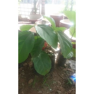 cây giống vả siêu sớm (cây giống eakamart )