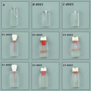 Mô hình hàm răng giả bằng nhựa resin luyện tập rễ cây
