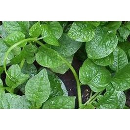 GÓI 50 HẠT GIỐNG MỒNG TƠI XANH(mùng tơi)