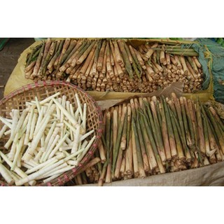 Cây giống măng sặt siêu ngon- đặc sản vùng tây bắc