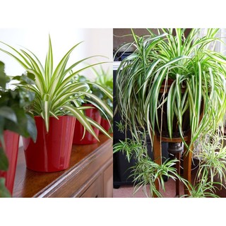 1 khóm Cây giống dây nhện/ lan chi