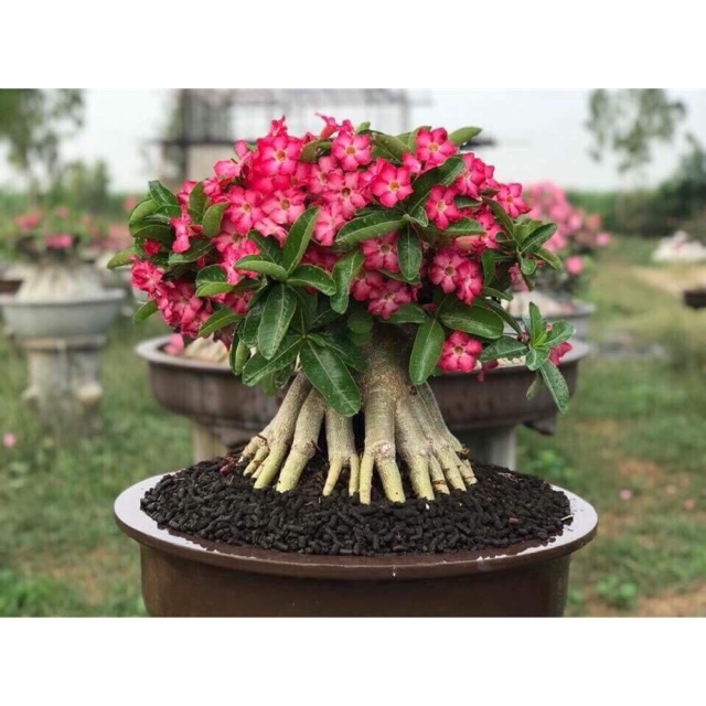 Cây Sứ Kim Tự Tháp giống, chuẩn mặt hoa