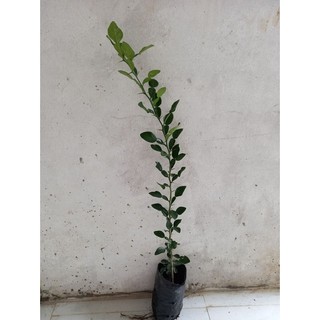 cây trúc ăn lá ,chanh thái. ( cây siêu khỏe) (chi lăng shop 47)