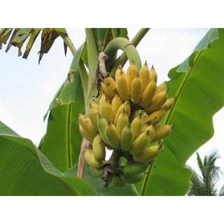 Cây giống chuối sứ cấy mô (siêu sớm) (chuyên cây giống)