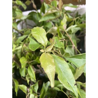 CÂY BẦU CON GIỐNG BÔNG GIẤY ĐỎ LỬA