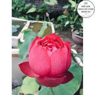 Củ sen đỏ huyết - Ra hoa sau 4 tháng