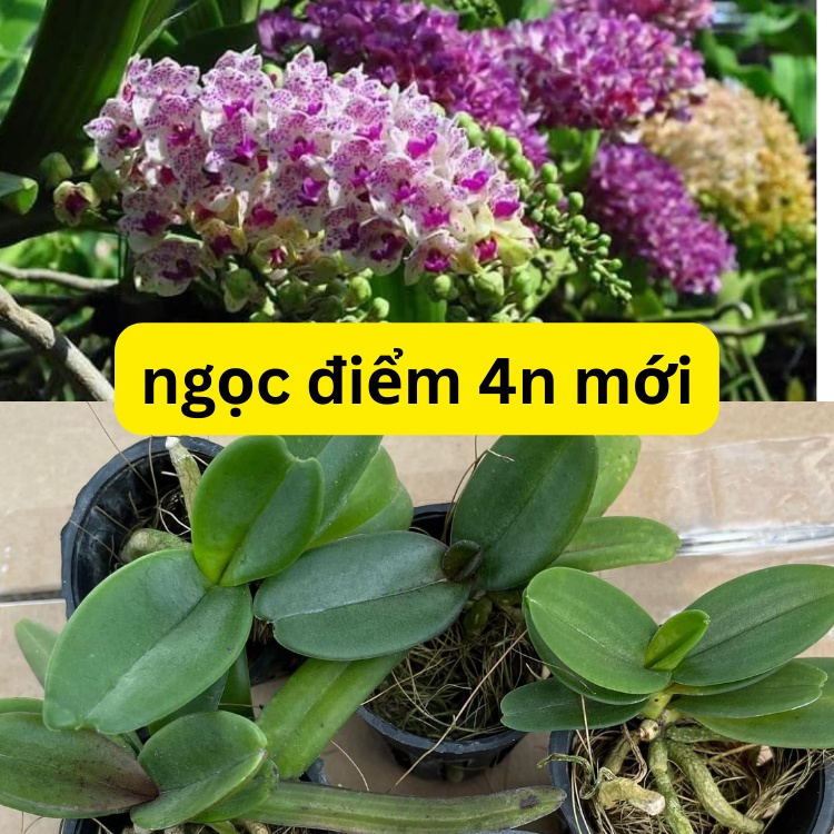 Ngọc điểm  thái hàng lá mít 4n giống mới nhiều màu sắc