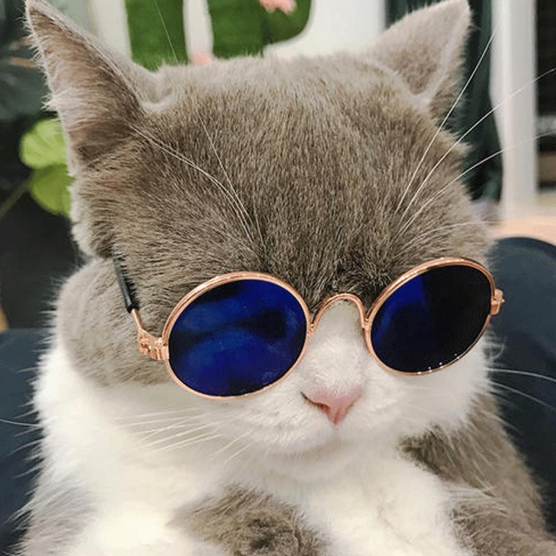 1 Kính Mát Hình Mắt Mèo Dễ Thương Dùng Chụp Ảnh Cho Thú Cưng Mắt Kính Trang Trí Chụp Ảnh Cần Thiết Cho Thú Cưng Dễ Thương