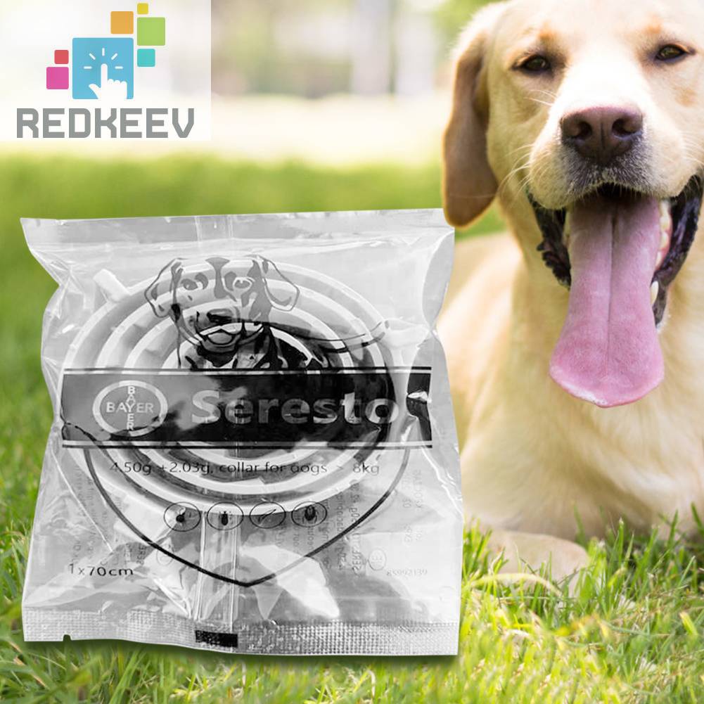 Vòng Cổ ChốNg BọC 8 PhúT Cho Thú Cưng