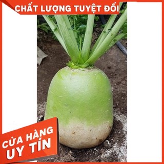 CỦ CẢI HÀN QUỐC SIÊU TO KHỔNG LỒ