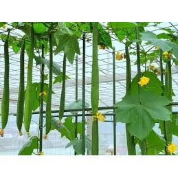 Hạt giống mướp hương siêu dài Đài Loan - 1 gói 10 hạt