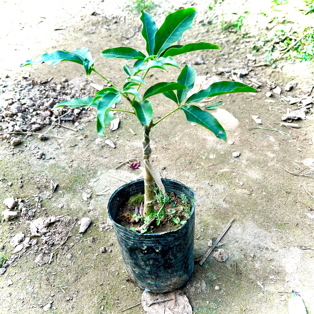 Cây bánh kem giống cao 50 cm cho trái sau 12 tháng.