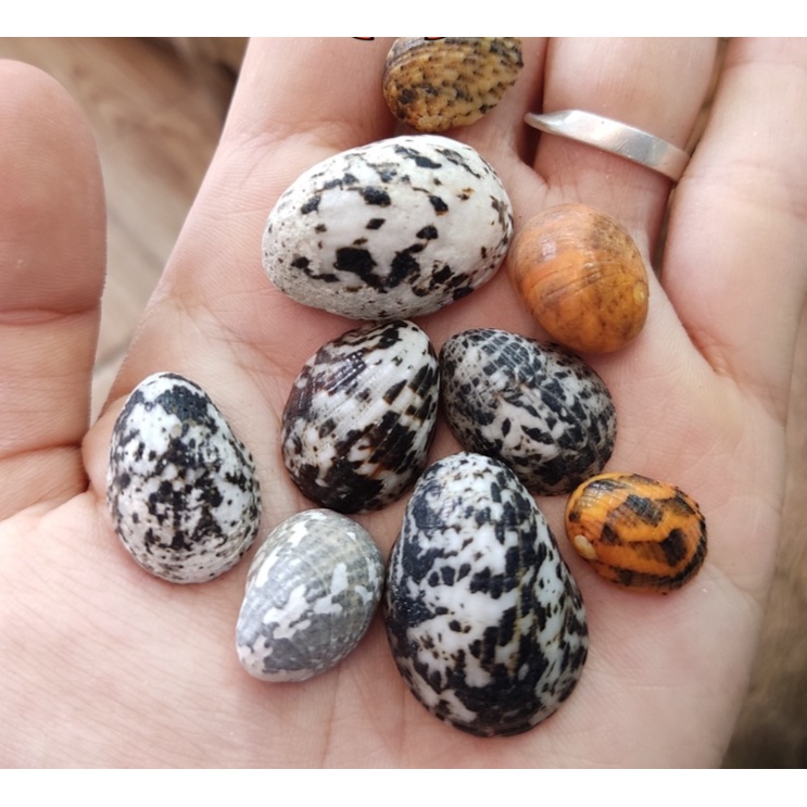 Vỏ ốc móng ngựa size baby họa tiết ngẫu nhiên OMH Thanh Xuân