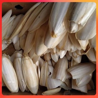 Nang mực,mai mực khô nhiều kích thước bổ sung canxi cho ốc mượn hồn, chim