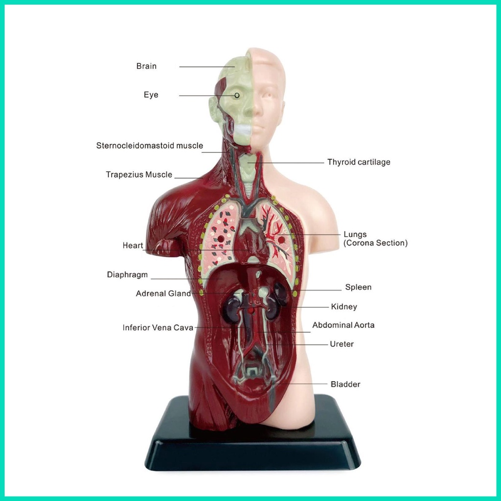 Bộ 6 Mô Hình Cơ Thể Người Torso Bằng PVC Dành Cho Học Sinh