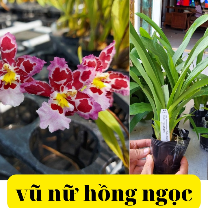 phong lan vũ nữ tuyết ngọc hàng đài loan trưởng thành sắp ra hoa GJGH (chi lăng shop 47)