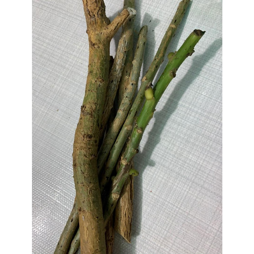 Combo 5 Hom cây Vông Nem làm giống