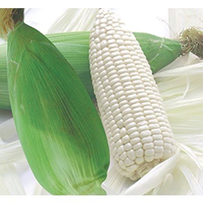 Hạt giống ngô (bắp) nếp nù - (50gram - 100gram)