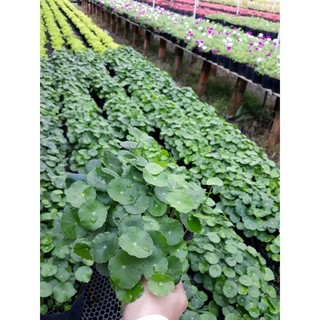 Cây Cỏ Đồng Tiền May Mắn
