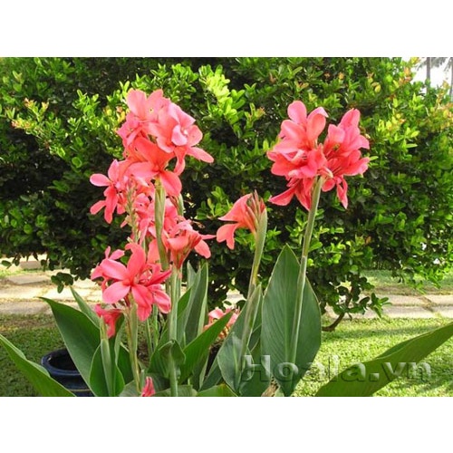 Củ cây chuối hoa màu hồng ( dong giềng cảnh)