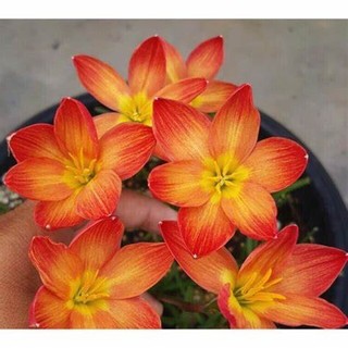 20 CỦ HUỆ MƯA MIX MÀU- CỦ SIZE TO