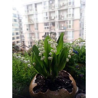 COMBO 5 củ giống hoa linh lan