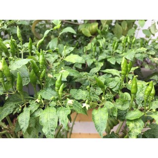 Cây Ớt Xiêm Xanh (Ớt sẻ, ớt rừng) (chuyên cây giống)