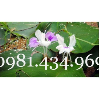 Củ Địa Liền (Thiền Liền, Xá Kén) 01KG Đẹp