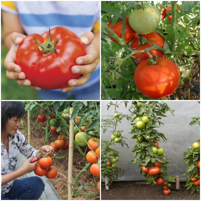 Hạt Giống Cà Chua Khổng Lồ