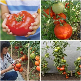 Hạt giống cà chua khổng lồ