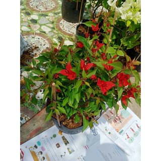 Cây bầu con giống bông giấy đỏ lửa