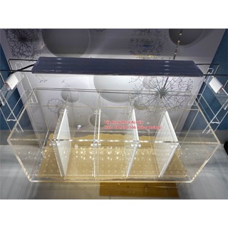 Bể cá betta, Bể cá Acrylic, Bể cá vách ngăn
