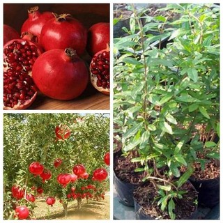 Cây Giống Lựu Đỏ Ấn Độ (được kiểm tra hàng có bảo hành)