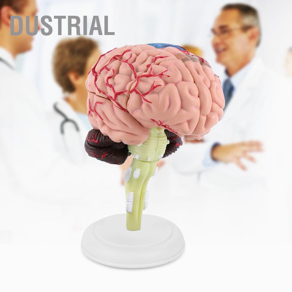Dustrial 1 Máy Tính Tháo Rời Giải Phẫu Bộ Não Con Người Mô Hình Y Tế Dụng Cụ Giảng Dạy Đồ Chơi