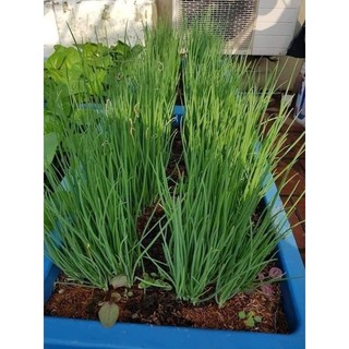 5GR HẠT GIỐNG HÀNH BA CHÀI