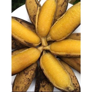 Cây giống chuối sáp NGHỆ (siêu SỚM) (chuyên cây giống)