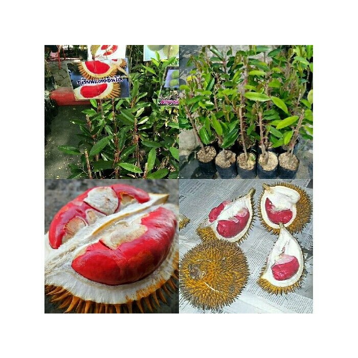 CÂY GIỐNG SẦU RIÊNG RUỘT ĐỎ (chi lăng shop 47)