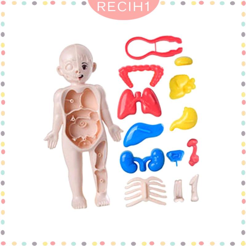 Bộ Đồ Chơi Lắp Ráp Mô Hình Cơ Thể Người Giáo Dục Sớm Cho Bé