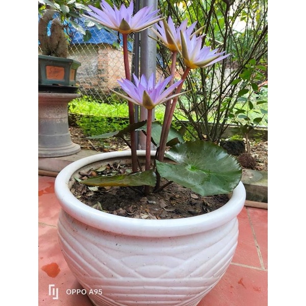 Củ hoa súng cạn cho tết