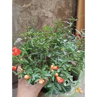 Cây Giống Lựu Đỏ Ấn Độ (được kiểm tra hàng có bảo hành)