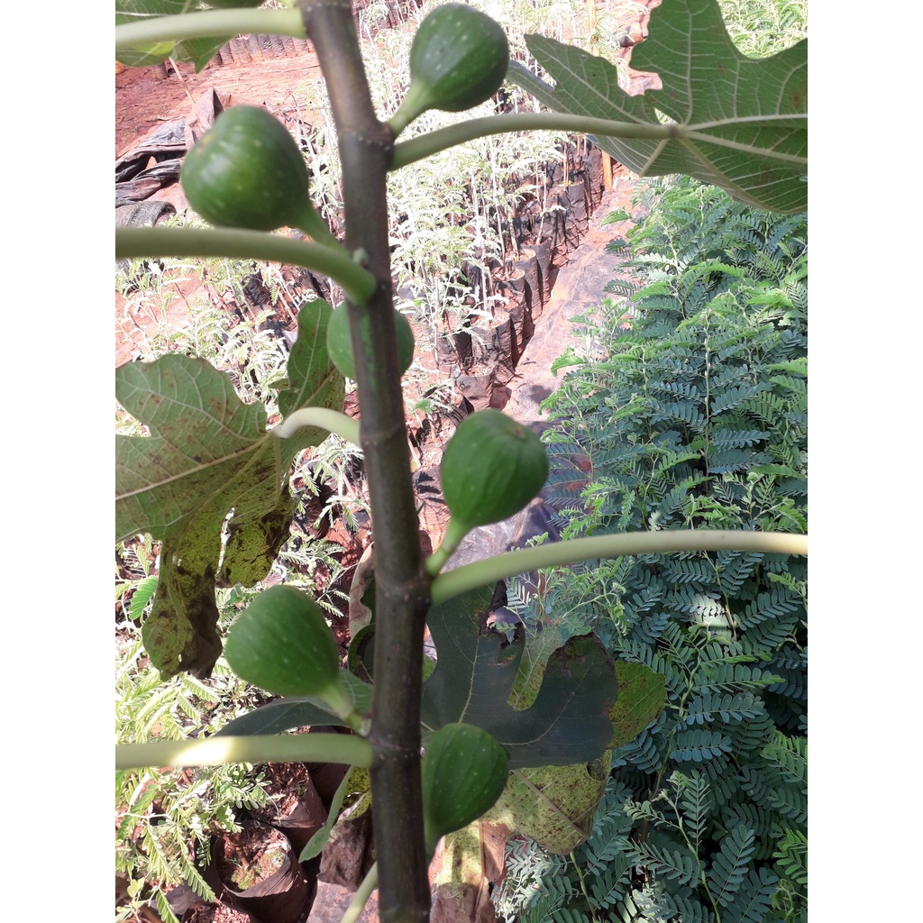 Cây giống Sung Mỹ. (J&T) (GHN Express)