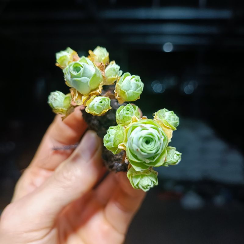 Siêu Sale+ Sen Đá Hoa Hồng Chùm Mini.