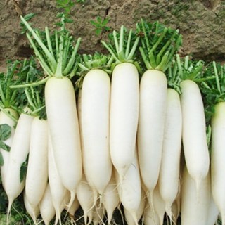 20g HẠT GIỐNG CỦ CẢI TRẮNG (vườn ươm eakamart )