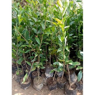 Cây giống mai tứ quý giống chuẩn cao 1m