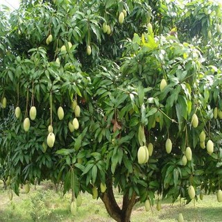 Cây Giống Xoài bao tử, giống xoài non ăn cực ngon, giòn