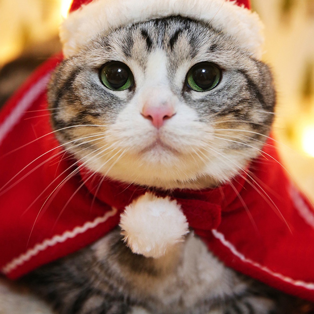 Thú cưng đáng yêu áo choàng giáng sinh cho chó ông già noel áo choàng cho chó mèo giáng sinh chuyển đổi vui nhộn quần áo mèo áo choàng