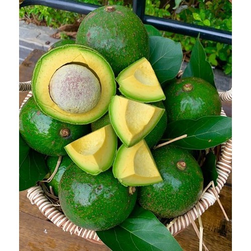 CÂY GIỐNG BƠ SÁP BOOTH 7 | Shopee Việt Nam