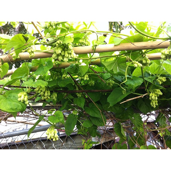 Giống cây thiên lý ăn hoa cây trưởng thành cao 70 cm- Mua 2 cây tặng 1 vòi tưới tự động hình nón
