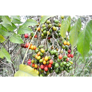 cây xoan đào giống (cây dâu da xoan )