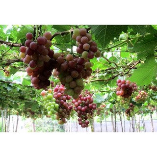 Hạt Giống Nho Pháp Leo Giàn ( Gói 10 Hạt) -[MUA 5 TẶNG 1 CÙNG LOẠI Dễ Trồng, Siêu trái]